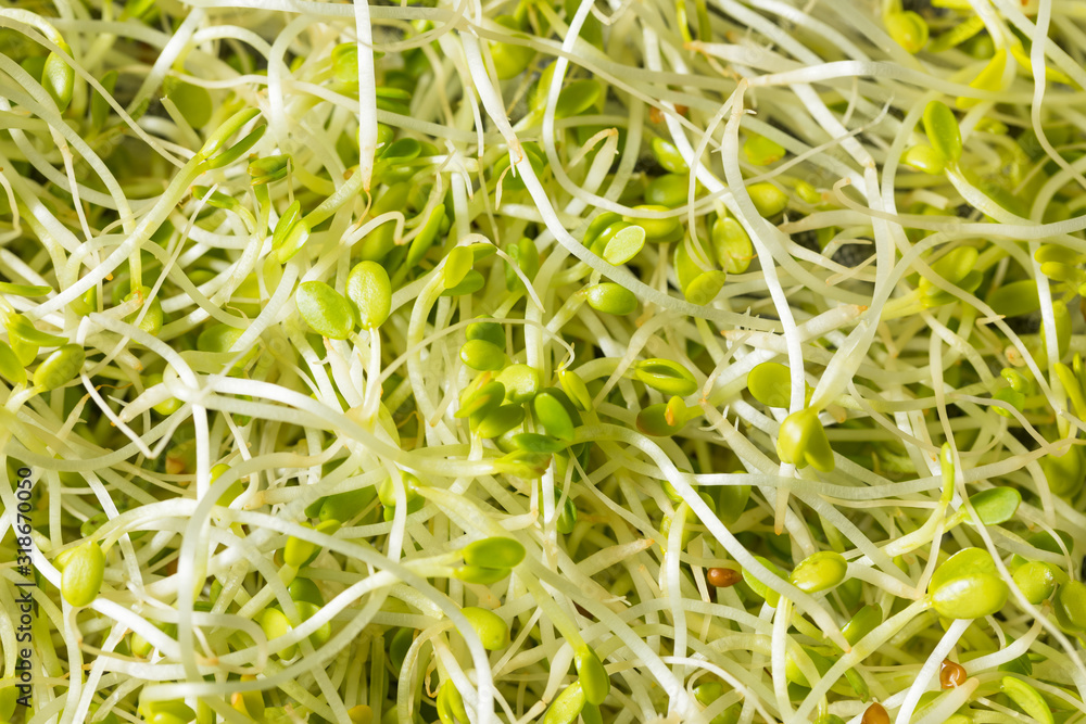 Raw Green Organic Clover Sprouts MIcrogreens