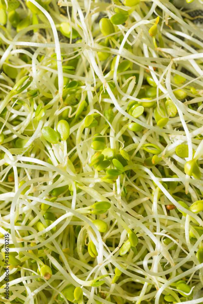Raw Green Organic Clover Sprouts MIcrogreens Raw Green Organic Clover Sprouts MIcrogreens