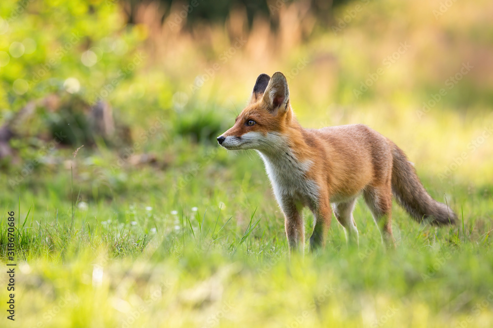 Young red fox, vulpes vulpes, looking aside, listening and sniffing on a meadow in summer at sunset. Wild mammal in Tatra Mountains, Slovakia, Europe.