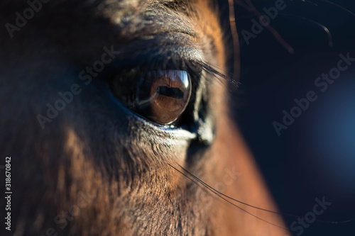 Brown horse eye close-up. Long dark eyelashes. Falling sunlight passes through the pupil. Dark background