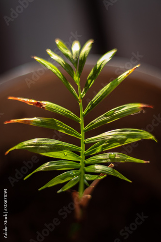 Fern