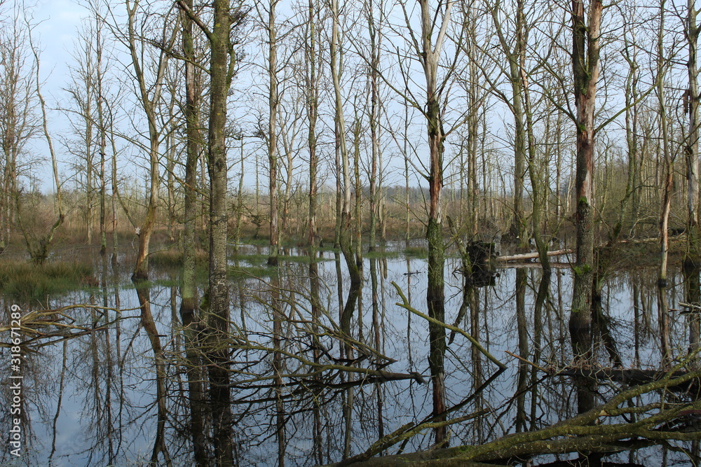 Obraz premium Aurich, Plaggenburg: the moor forest (renaturation)