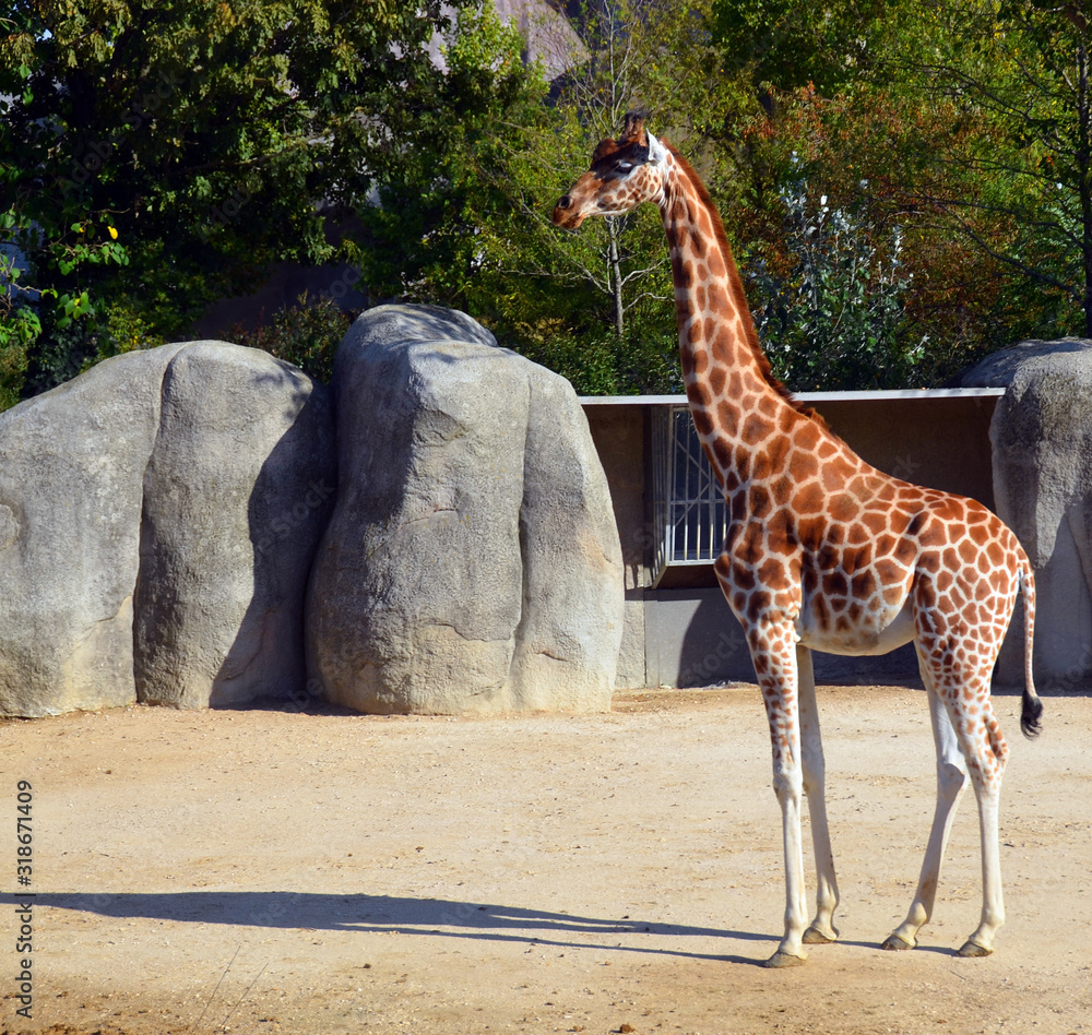 The giraffe is the tallest land animal in the world and can grow up to 