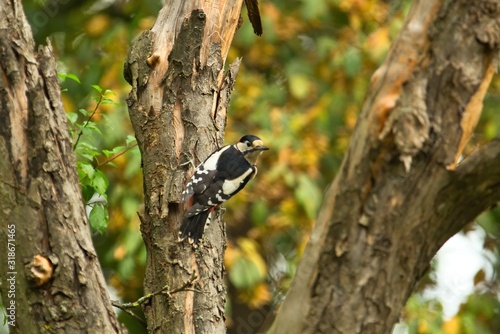 Ein männlicher Buntspecht sitzt im Herbst an einem alten abgestorbenen Baum, Specht Dendrocopos major Picoides major