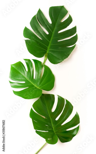 tropical green monstera leaves, branches pattern frame on a white background. top view.copy space.floral card