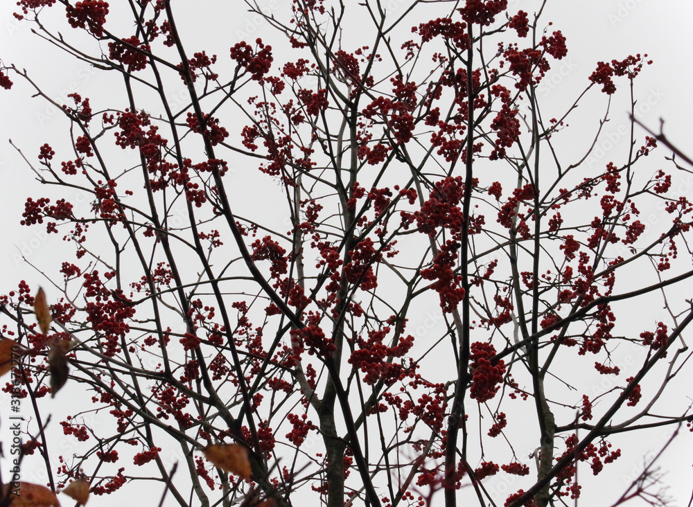 branches of a tree with berries against sky branches of a tree with berries against sky