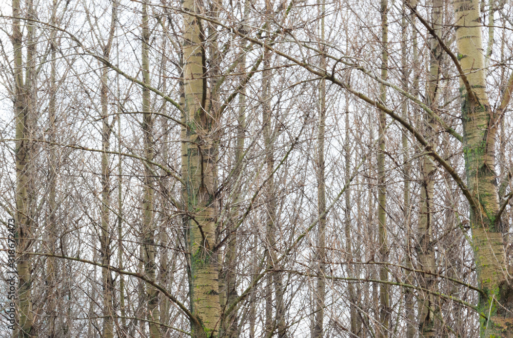 trees in the forest and in the snow trees in the forest and in the snow