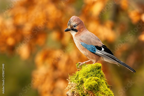Fotografia Horizontal composition of Eurasian jay, garrulus glandarius, sitting on moss covered trunk in autumn forest with blurred orange leafs in background and copy space