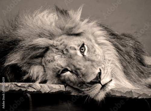 Male lion: Highly distinctive, the male lion is easily recognized by its mane, and its face is one of the most widely recognized animal symbols in human culture. 