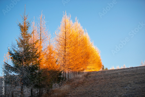 Larix tree in the morning winter © somra