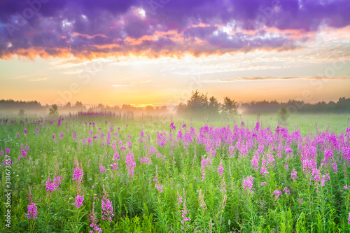 amazing beautiful rural landscape with sunrise and blossoming meadow