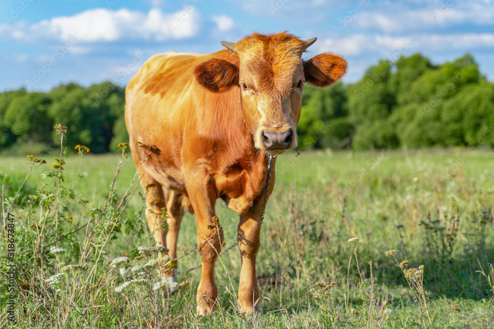 A calf grazes in a green meadow on a sunny day and eats grass A calf grazes in a green meadow on a sunny day and eats grass