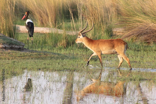 Photos Red Lechwe Male