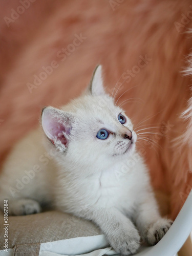 Cute little white kitten laying on pink pillows 