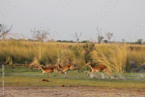 Konstfotografi Red Lechwe Antelope