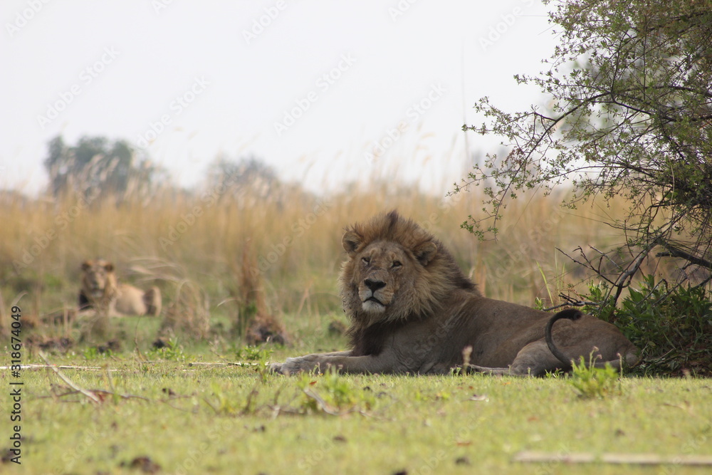 Moremi Game Reserve - Lion Moremi Game Reserve - Lion