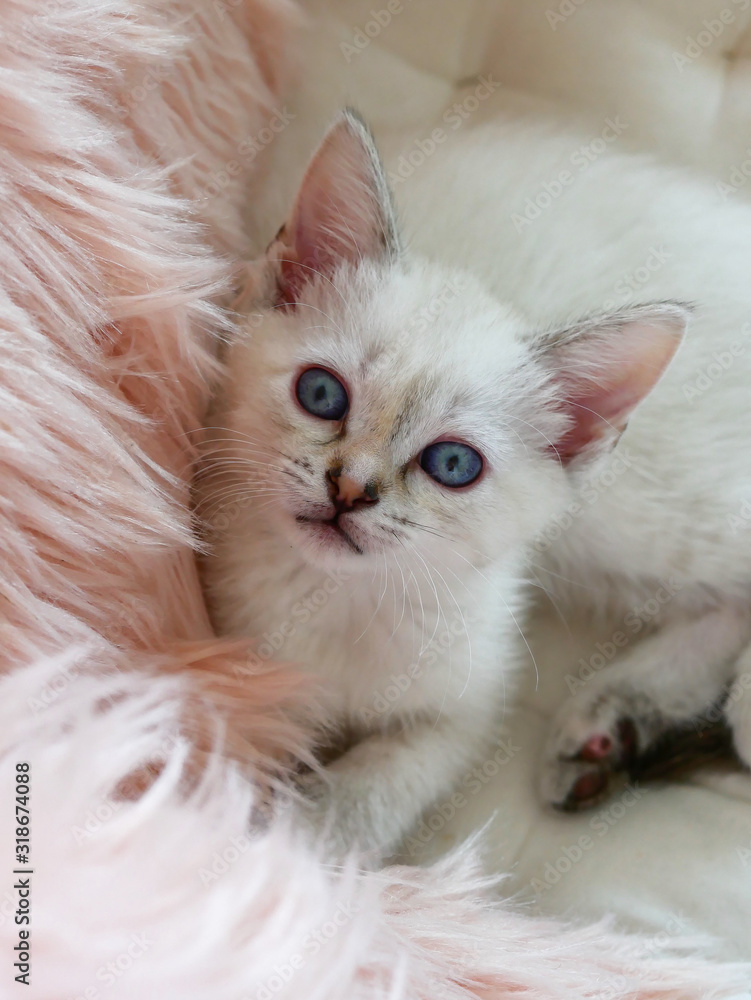 Cute little white kitten laying on pink pillows 