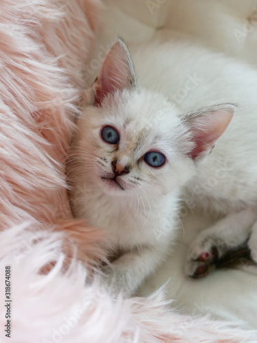 Cute little white kitten laying on pink pillows 