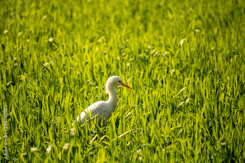 White egret in Green wheat field