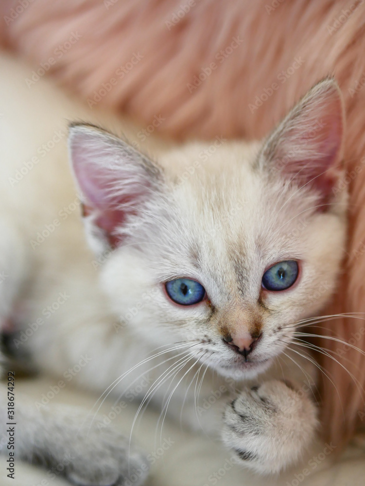 Cute little white kitten laying on pink pillows Cute little white kitten laying on pink pillows