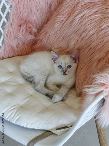 Cute little white kitten laying on pink pillows 