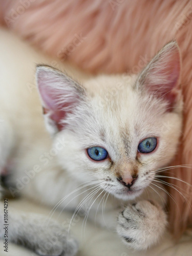 Cute little white kitten laying on pink pillows 