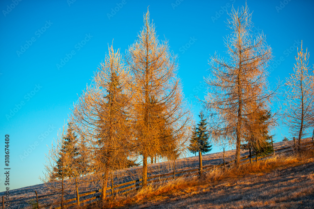 Larix tree in the morning winter