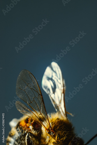 bee wings
