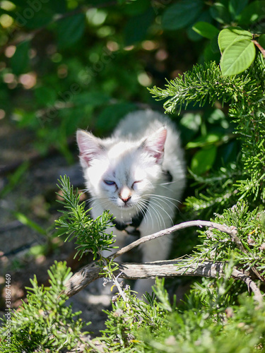 Little white kitten playing in the garden