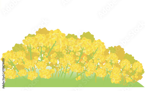イラスト素材　菜の花 なのはな　ナノハナ　花畑　横構図　ベクター
