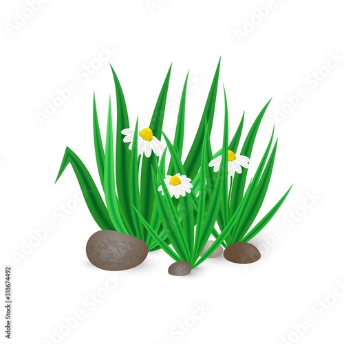 Vector illustration of realistic spring green grass with blooming Bellis flowers and stones isolated on white background. Icon of bush of grass for home decor, posters, advertisement, garden element.