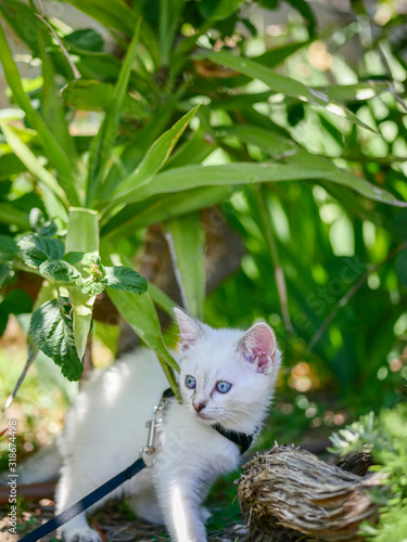 Little white kitten playing in the garden