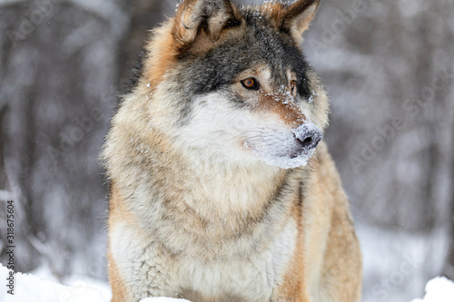 Close-up portrait of a magnificent and focused wolf in the cold winter © kjekol