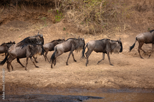 Wildebeests  on the bank of Mara river  Kenya
