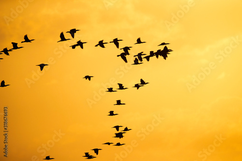 Silhouette of Great Cormorant  flying against golden hue at Asker coast of Bahrain © Dr Ajay Kumar Singh