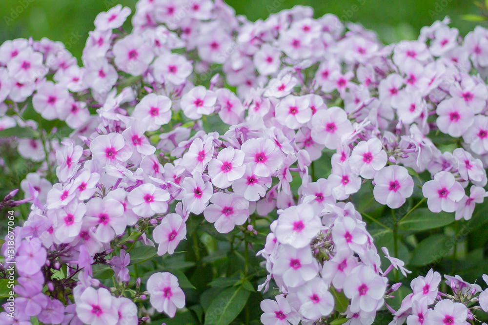 Beautiful white flowers. Selective focus. Beautiful white flowers. Selective focus.