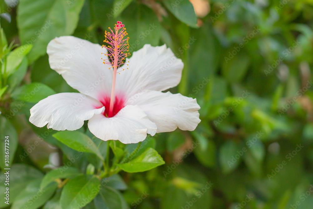 Fototapeta premium A beautiful, blooming white flower.