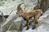 Ibex in the natural environment. Alps.
