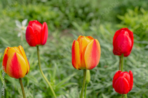 Tulip buds on a background of green grass.