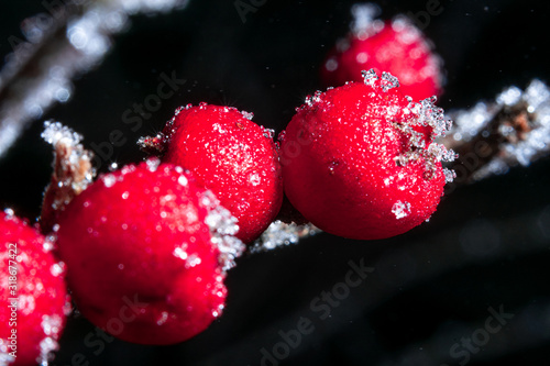 winter berry