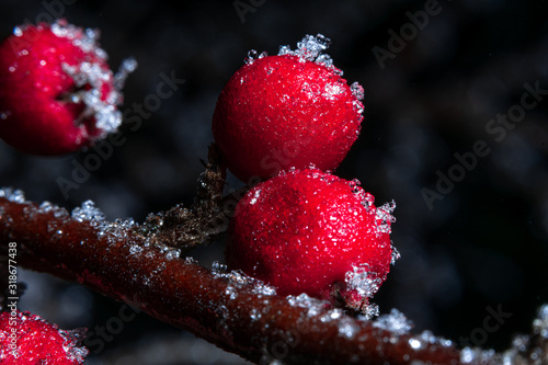 winter berry