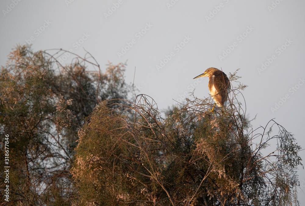 Squacco Heron perched on a bush at Asker Marsh, Bahrain