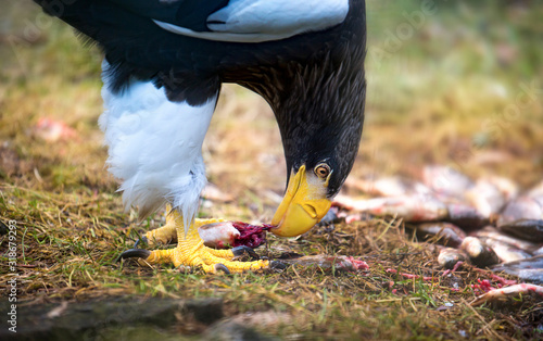 Steller's sea eagle Haliaeetus pelagicus bird of prey eats prey meat eating fish photo