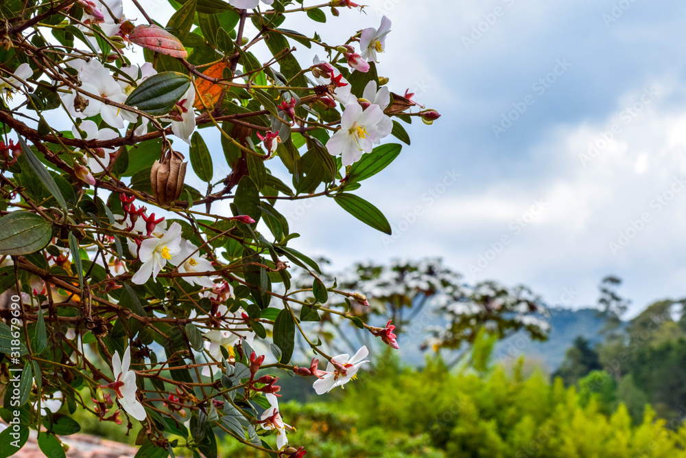 Fototapeta premium flores blancas2