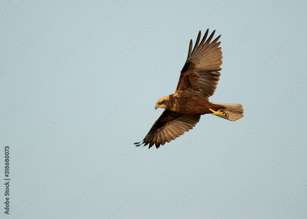 Fototapeta premium Eurasian Marsh harrier in flight at Asker Marsh, Bahrain