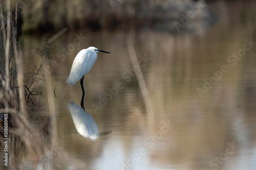 Intermediate Egret at Asker Marsh with reflection on water, Bahrain