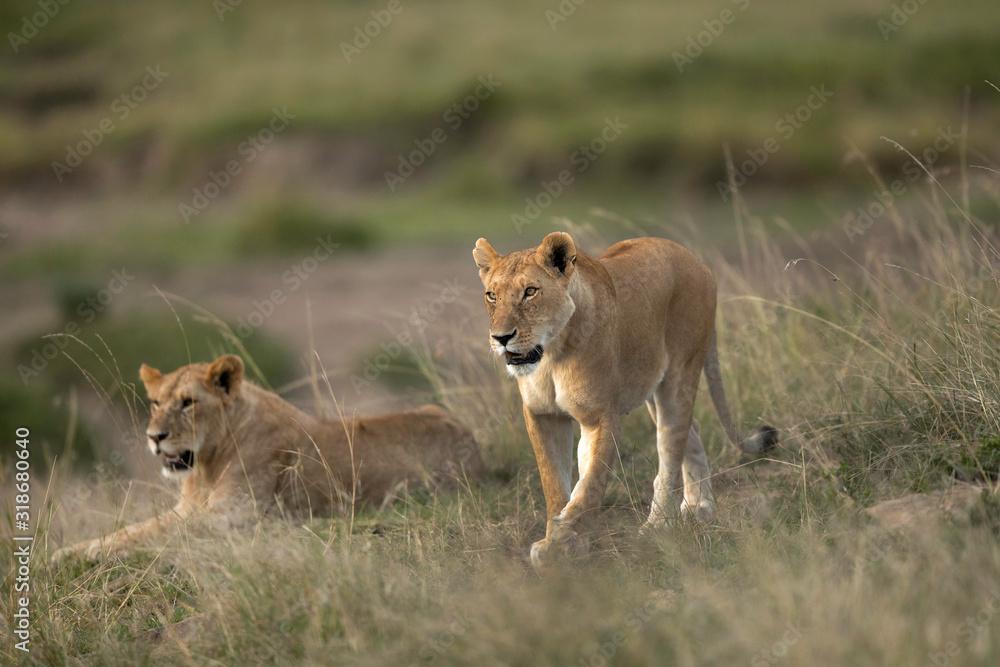 Lion cubs resting in the grasses of Savannah, Kenya Lion cubs resting in the grasses of Savannah, Kenya
