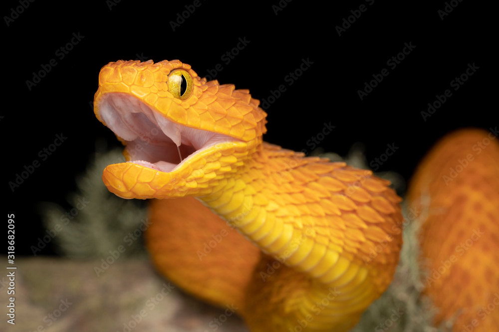 Bush viper (Atheris squamigera), animal portrait, open mouth, captive,  Congo, Stock Photo, Picture And Rights Managed Image. Pic. IBR-4890651