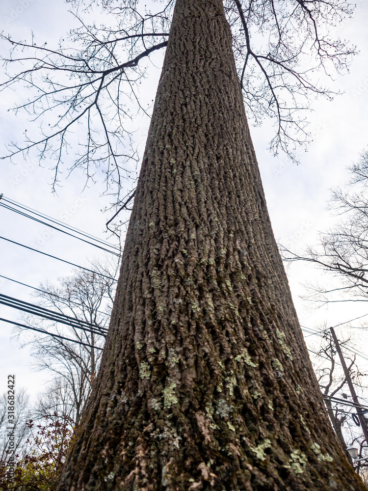 Fototapeta premium looking up from base of tree trunk in winter