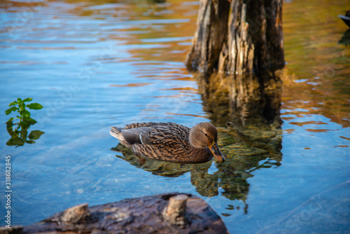 Duck in the lake photo